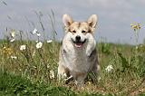 CORGI PEMBROKE 402